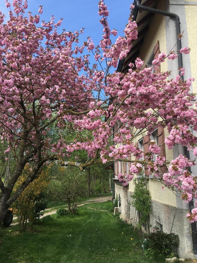 Ferienhof Weber Nieratz Wangen im Allgaeu Ngoại thất bức ảnh