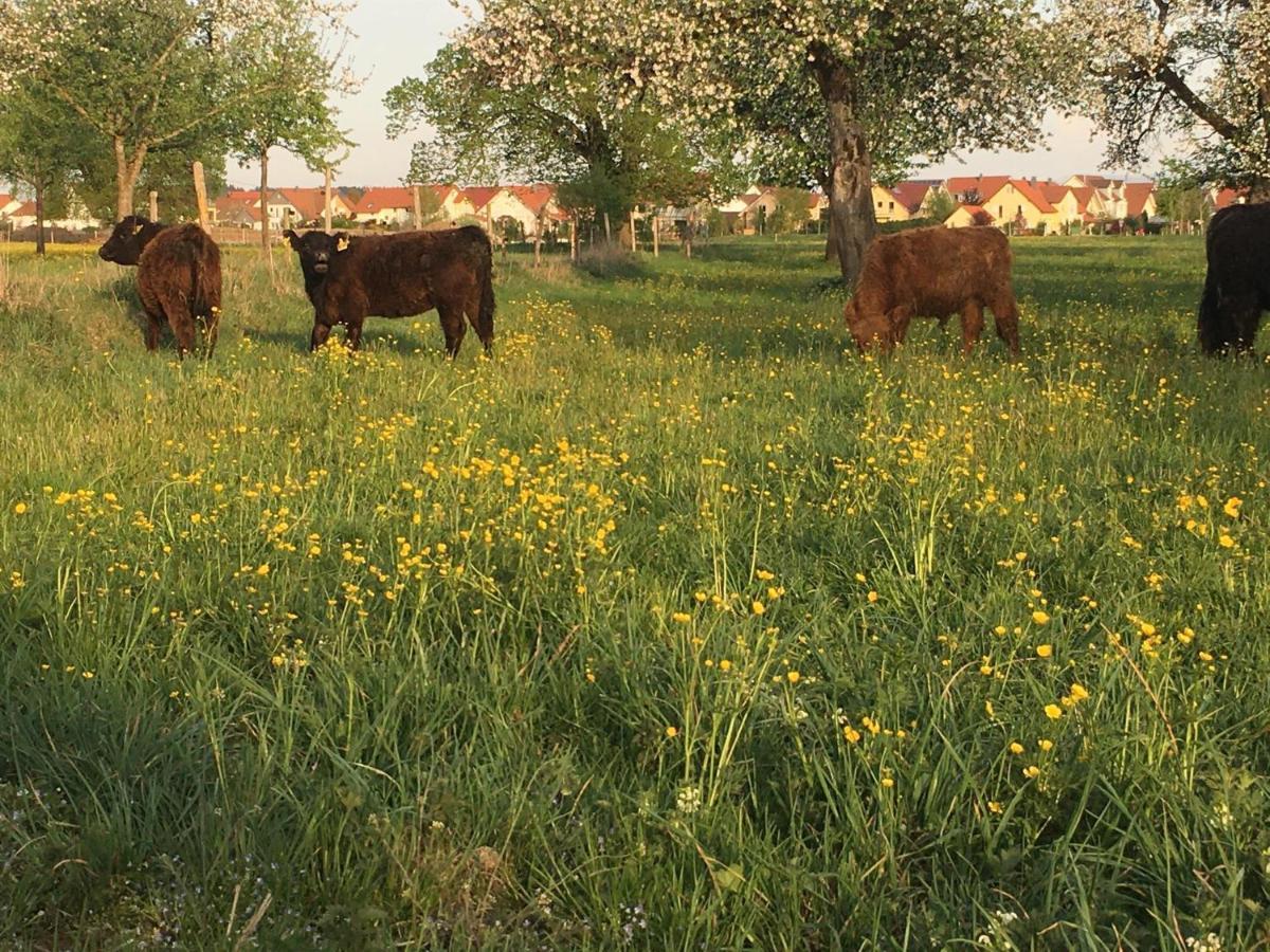 Ferienhof Weber Nieratz Wangen im Allgaeu Ngoại thất bức ảnh
