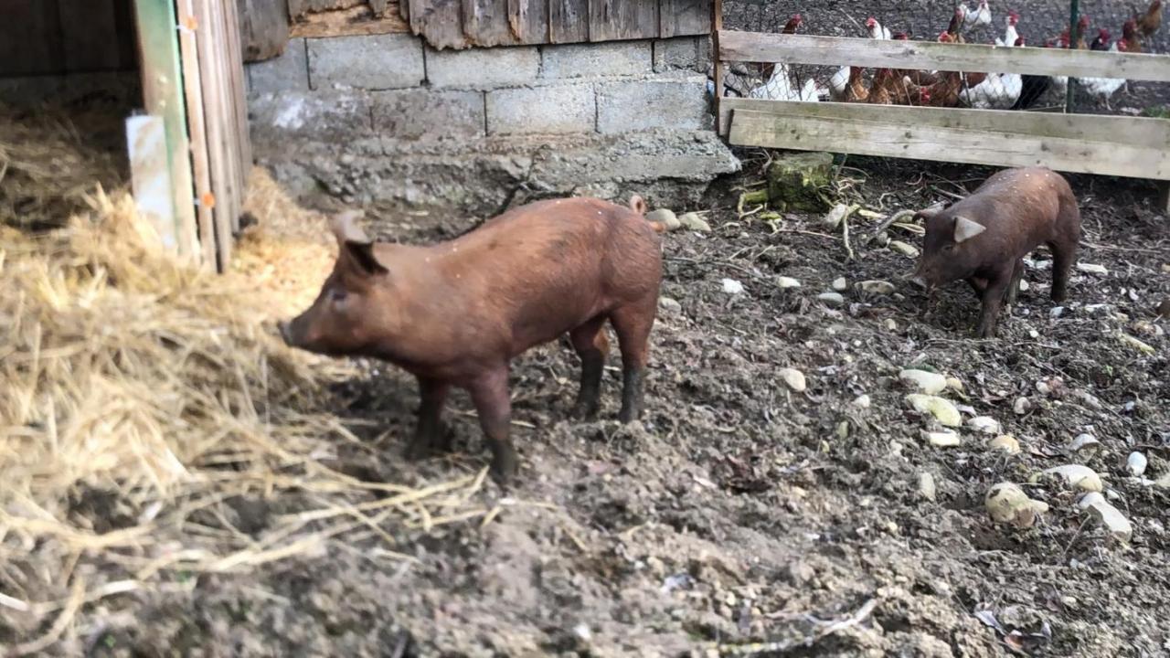 Ferienhof Weber Nieratz Wangen im Allgaeu Ngoại thất bức ảnh